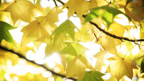 فوتیج ویدیویی برگ‌های پاییزی در مقابل نور خورشید